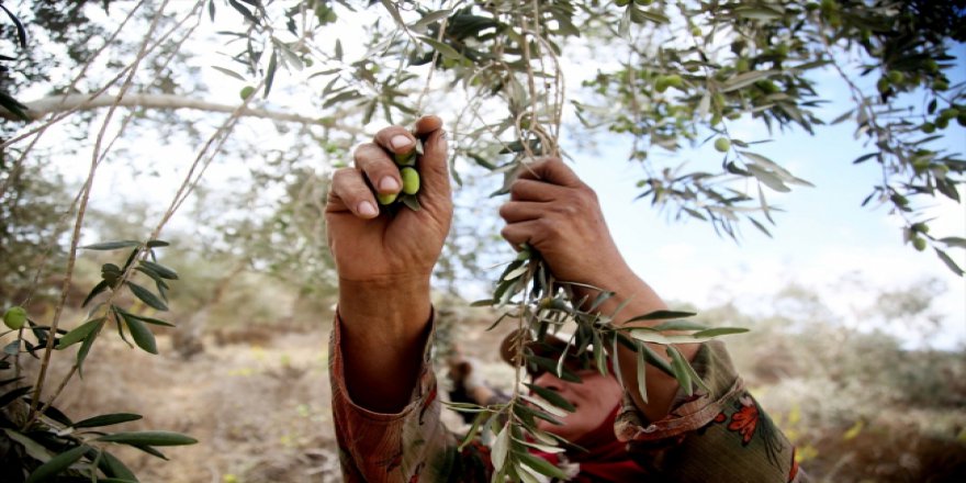 Filistinliler zeytin hasadını korku altında yapıyor