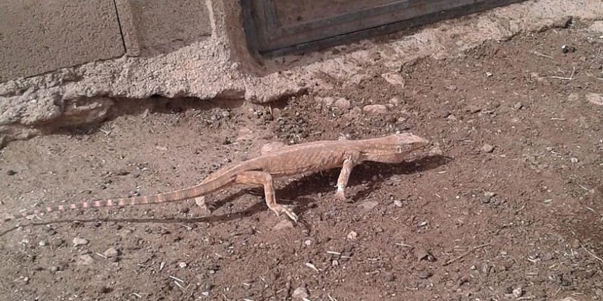 Şanlıurfa'da çöl varanı bulundu