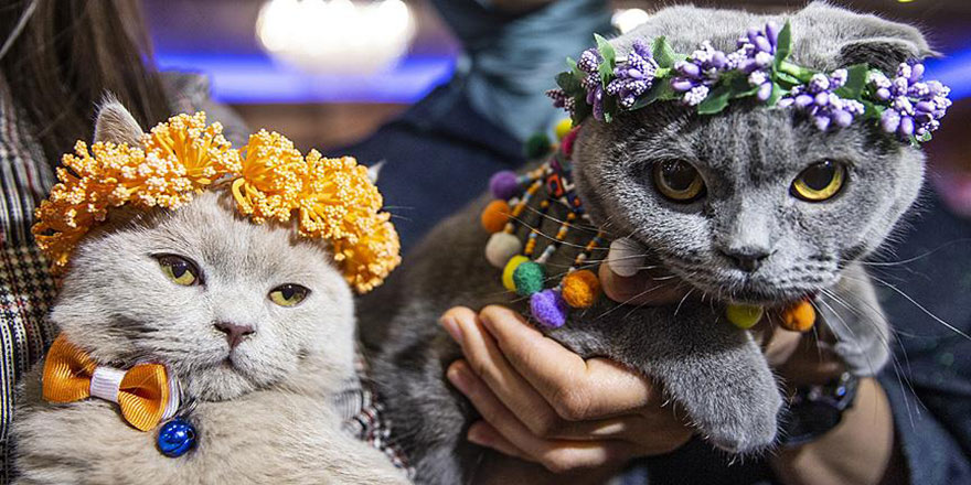 Başkentte 'Kedi Güzellik Festivali' düzenlendi