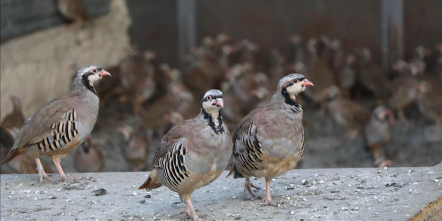 Tabiatın bozulan düzeni böyle düzelecek: KKKA hastalığına karşı keklikler salındı