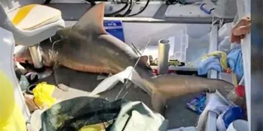 Köpek balığı tekneye atladı!