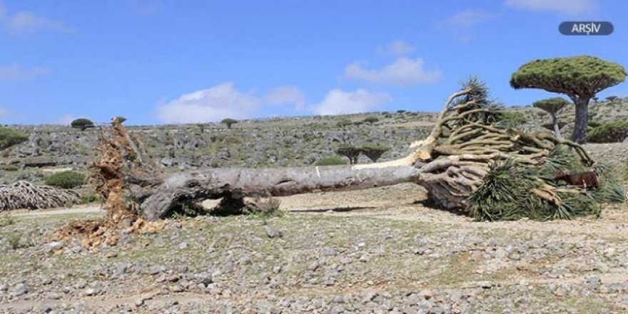 Savaşın pençesindeki Yemen'i bir de fırtına vurdu