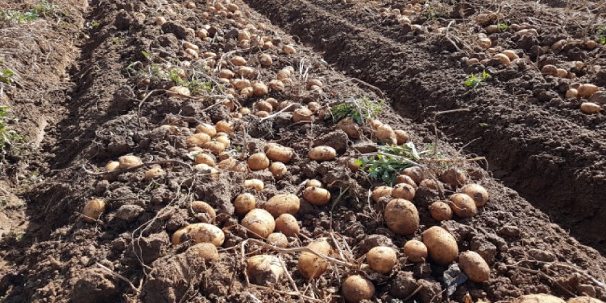 Konya patates üretiminde 2. il