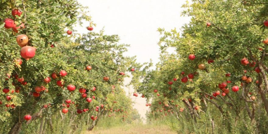 Belediye ihtiyaç sahiplerine kendi bahçesinden meyve veriyor