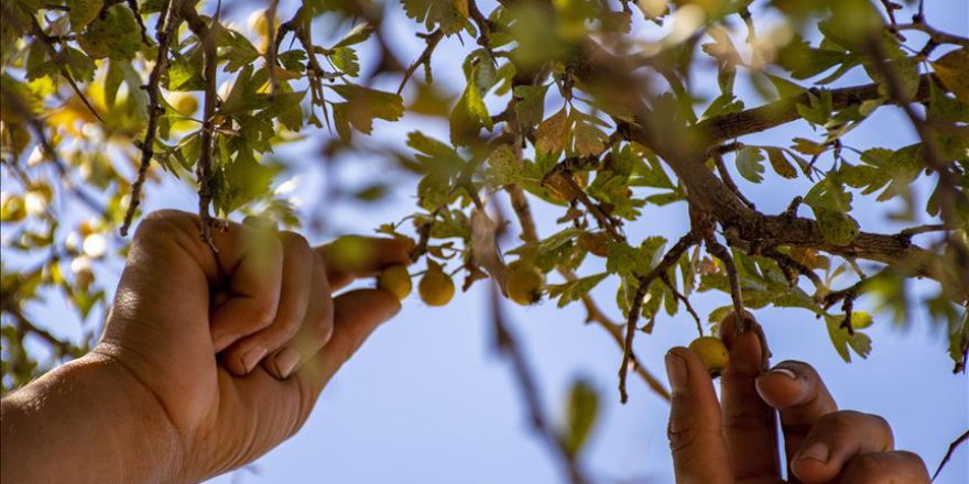 Diyarbakırlı köylülerin gelir kaynaklarından biri de 'alıç'