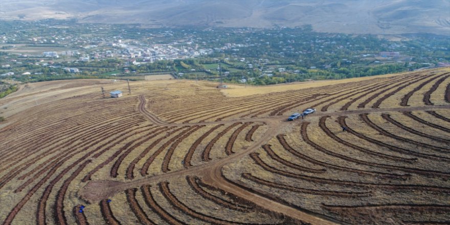 Van Gölü'nün karşısına fidan dikiliyor