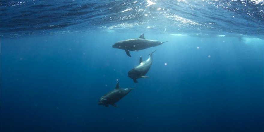 Meksika'ya körfezdeki nesli tükenmekte olan yunusları koruma çağrısı