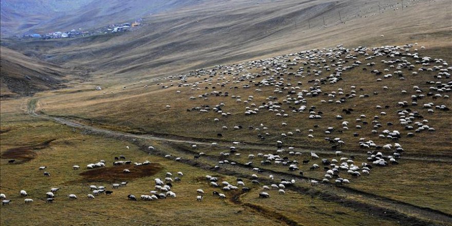 Bakanlığın teşvikleri hayvancılık sektörünü sevindirdi