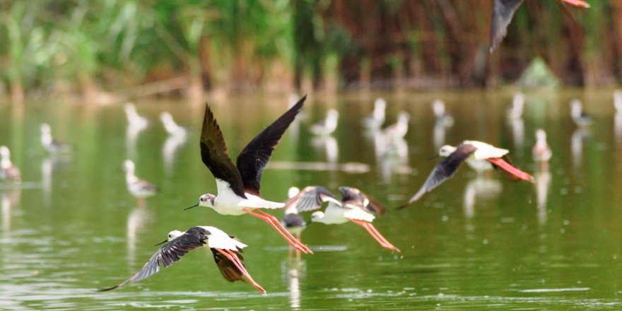 Afyon'un Eber Gölü haritadan silindi