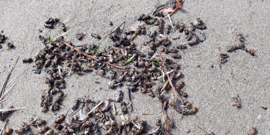 Muğla'da milyonlarca arı ölüp kıyıya vurdu