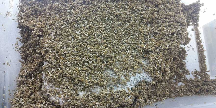 37 hektarlık büyüklüğe sahip dünyanın en büyük mantarı