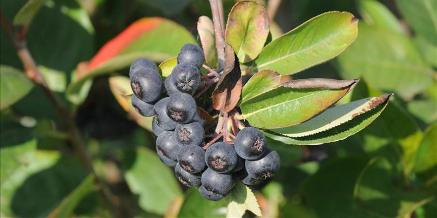 Aronya meyvesi Yalova'nın 'iksir'i olacak