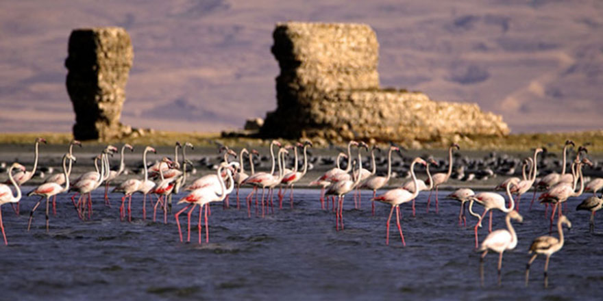 Van Gölü flamingolara ev sahipliği yapıyor