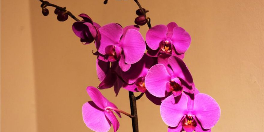 Marmaris'in orkideleri ile biyoçeşitliliğe dikkat çekilecek