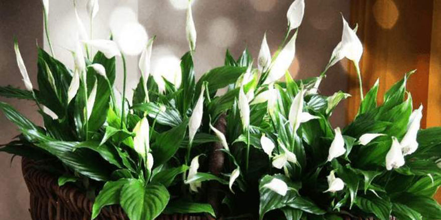 Evdeki çiçek hastalıkların yayılmasını engelliyor