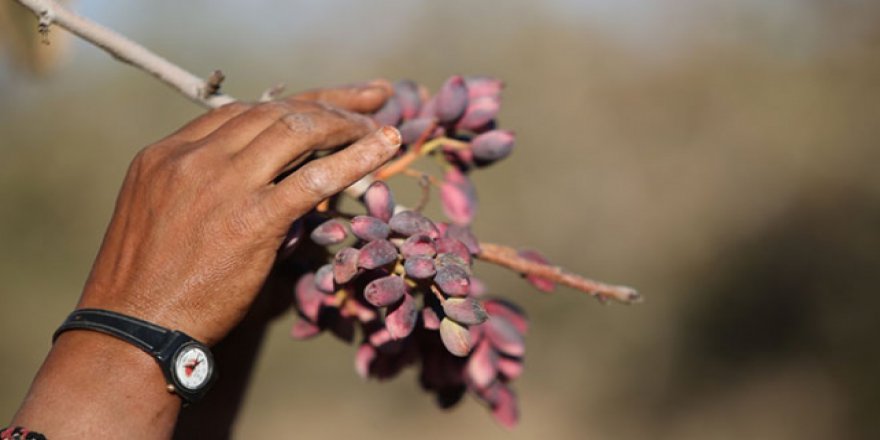 Antep fıstığının dalından baklavaya uzanan serüveni
