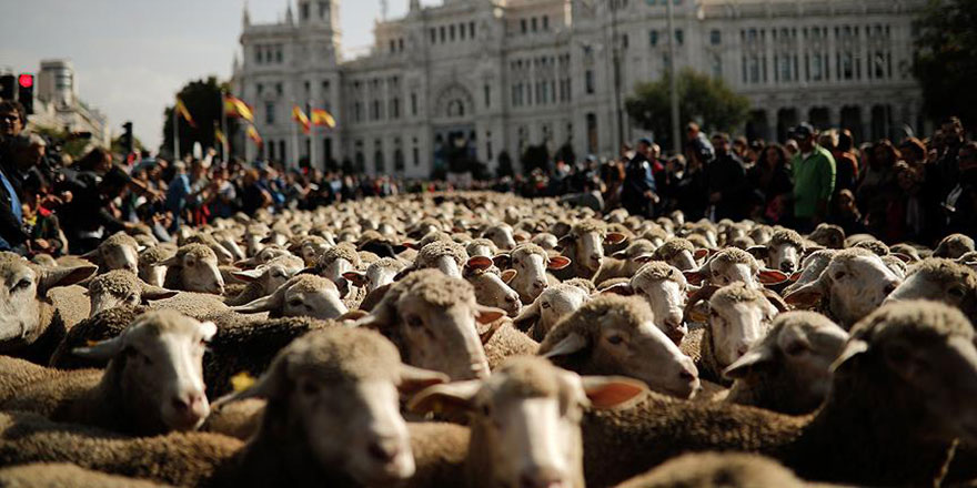 Koyunlar Avrupa'da şehir merkezine indi