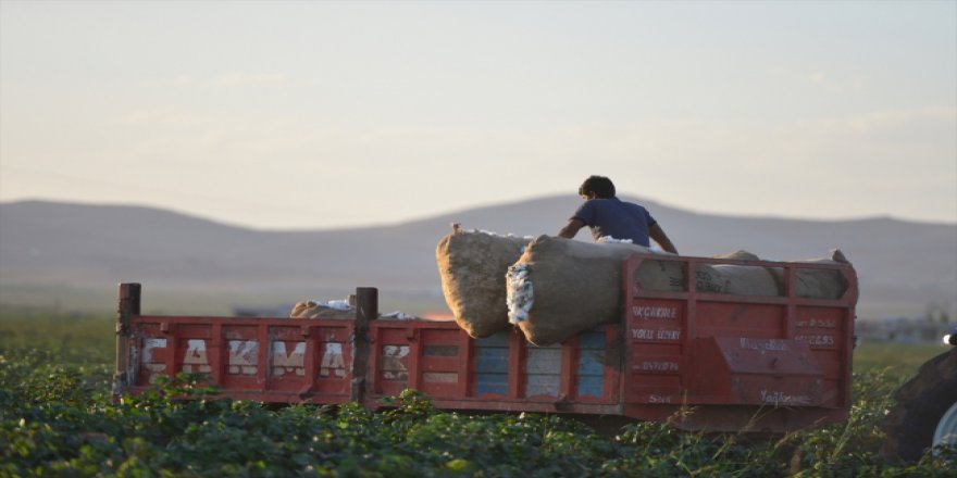 GAP'taki sulama yatırımı ile pamuk üretimi fırladı