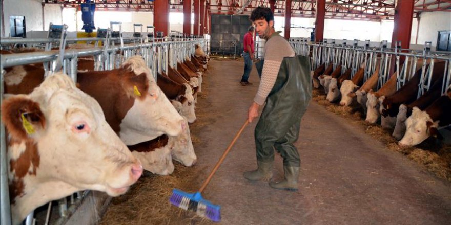 Devletten destek aldı, tonlarca süt üretiyor