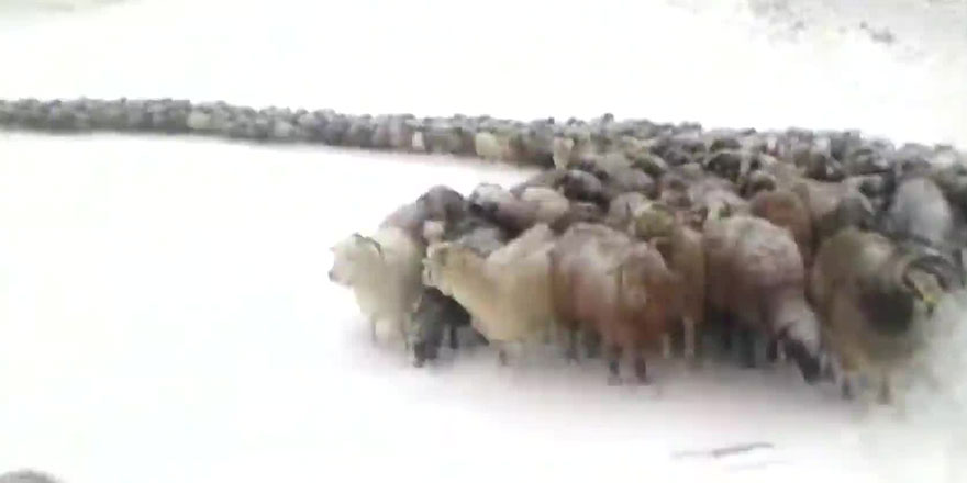 Beyaz rahmet kar yağışı başladı! 12 derece birden düşüyor