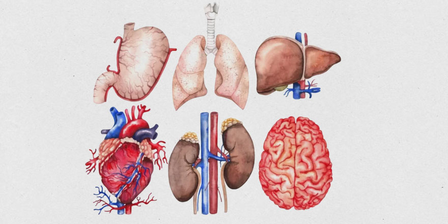 Türkiye'de 10 milyon böbrek hastası var
