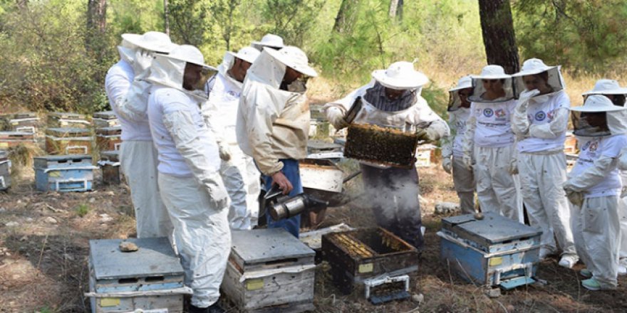 Ordu'nun genç arıcıları yetişiyor