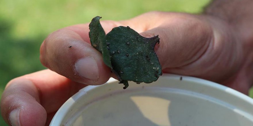 Bitkisel üretimde zararlılarla mücadele destekleri artırıldı