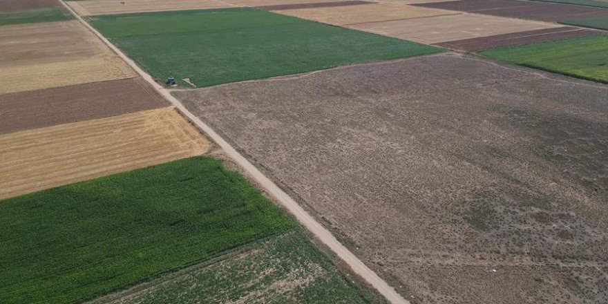Yeni geliştirilen buğday kıraç arazilere umut olacak