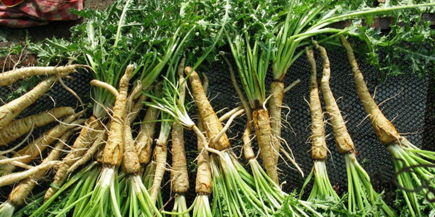 Kainat Eczanesi'nden Şevketibostan'ın kansere karşı etkisi keşfedildi