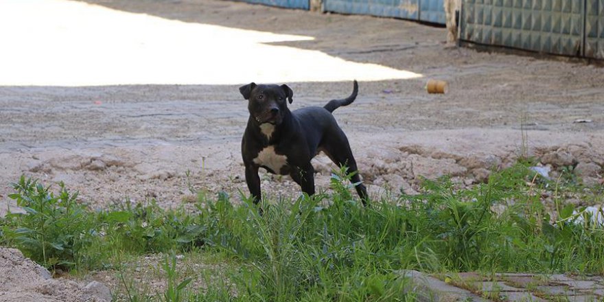 Pitbull türü köpek yetiştirenler şiddet eğilimli
