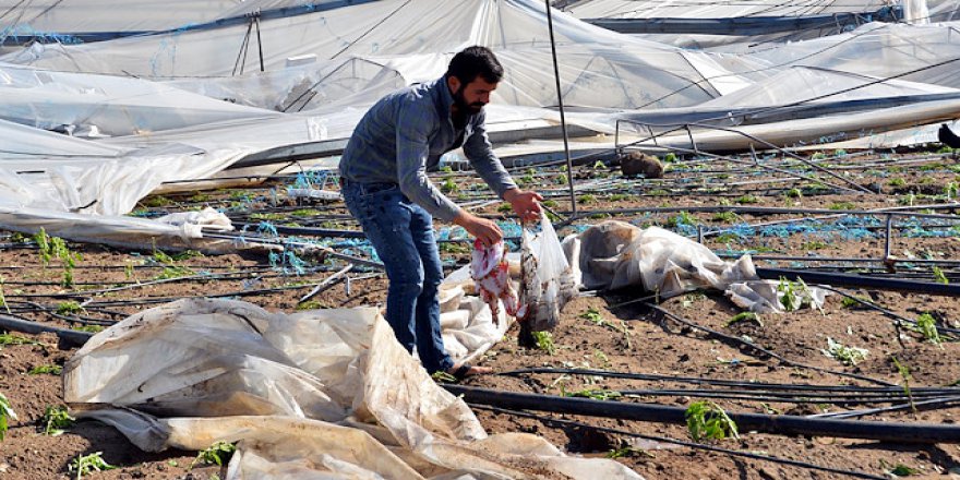 Mersin'de yağış sonrası tarım alanları hasar gördü