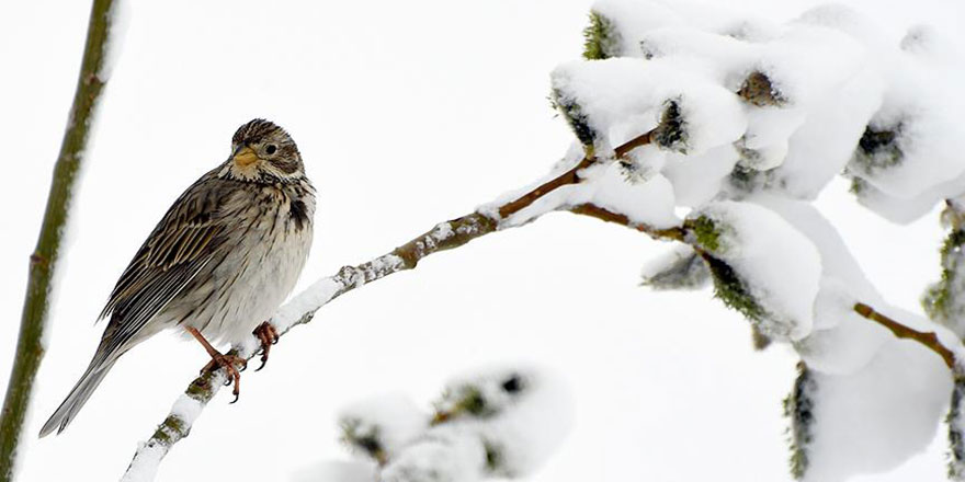 Doğu'da gece en düşük sıcaklık Ardahan'da ölçüldü