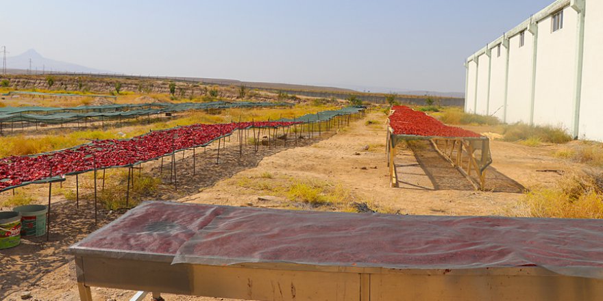 Iğdırlı kadınlar hazırlıyor, Avrupa'ya satılıyor