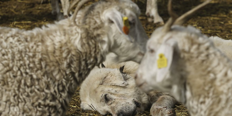 Tiftik keçisi sayısı desteklerle arttı