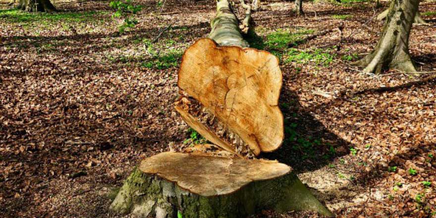 Kendi arazilerindeki ağaçları kesen kardeşlere 450 bin dolar ceza