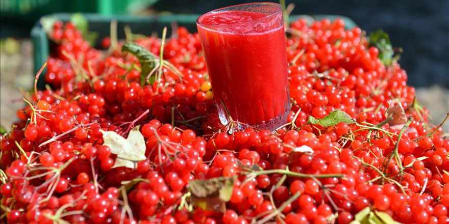 Kainat eczanesinden Gilaburu nedir? Gilaburu'nun faydaları nelerdir?