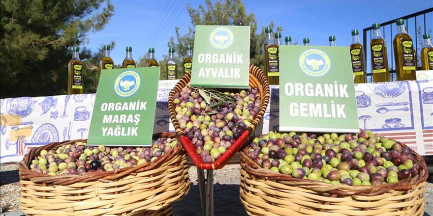Maraş'ta üreticinin organik zeytin sevinci