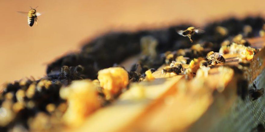 'Toplu arı ölümleri hastalıktan değil zirai ilaçlardan'