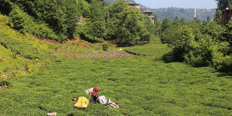'Çay köyleri' Doğu Karadeniz turizmine hizmet edecek