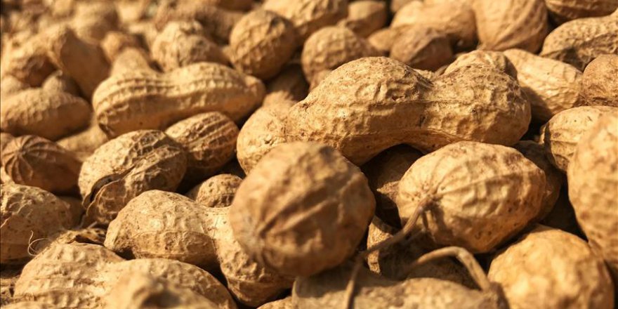 Adanalı üreticilerin yer fıstığı sevinci