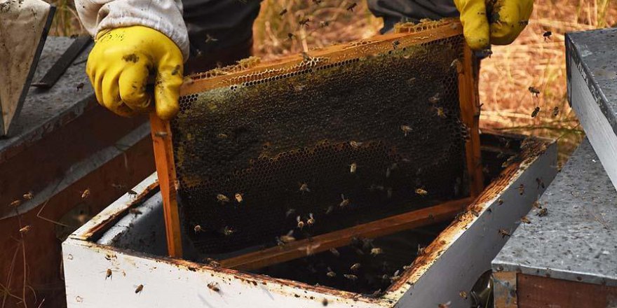 Türkiye'nin bal üretimi kendine yetiyor