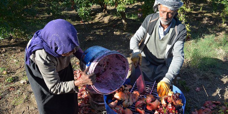 Nar taneleri binbir zahmetle 'ekşi'ye dönüşüyor