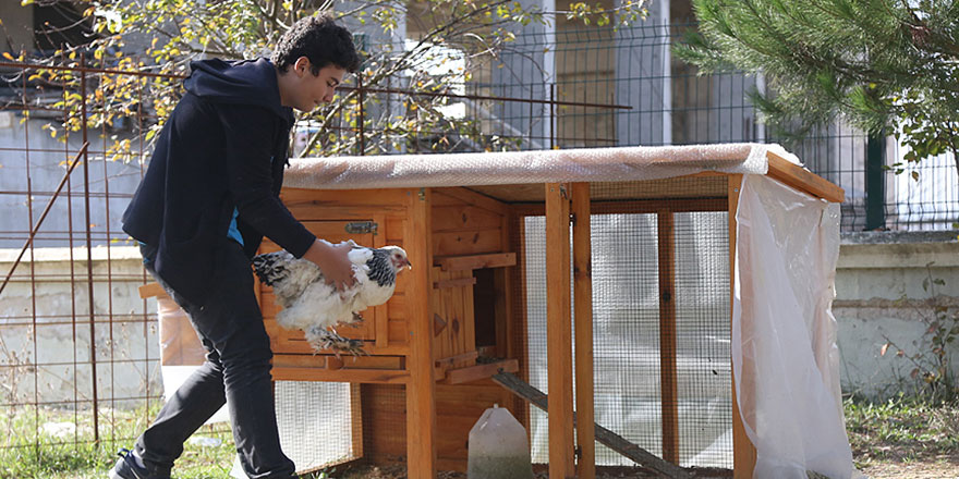 Tavuklarından ayrı kalamayan öğrenci için okula kümes yapıldı