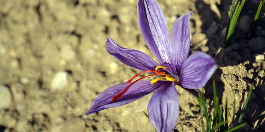 'Mucize bitki' diye bilinen safranın tohumları toprakla buluştu