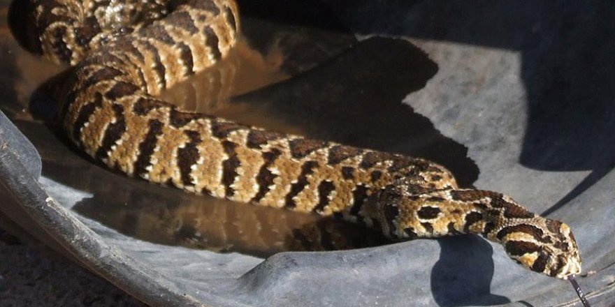 İsrail'den bir garip hırsızlık: Filistin Engereği değil, İsrail Ulusal Yılanı