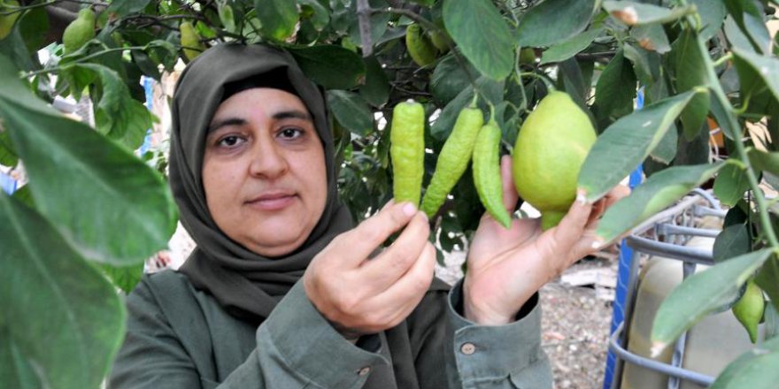 Hatay'da bibere benzeyen limon şaşkına çevirdi