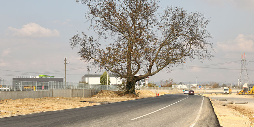 Güzel haber: 270 yıllık çınar ağacı için yol güzergahı değişti