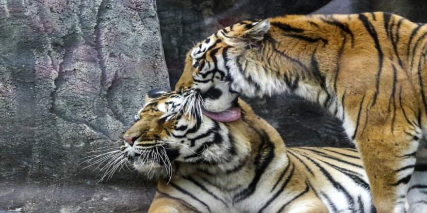 Türkiye'nin ilk aslan parkı ziyaretçilerini bekliyor