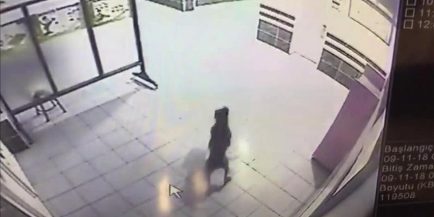 Okula pitbull girdi, facianın eşiğinden dönüldü