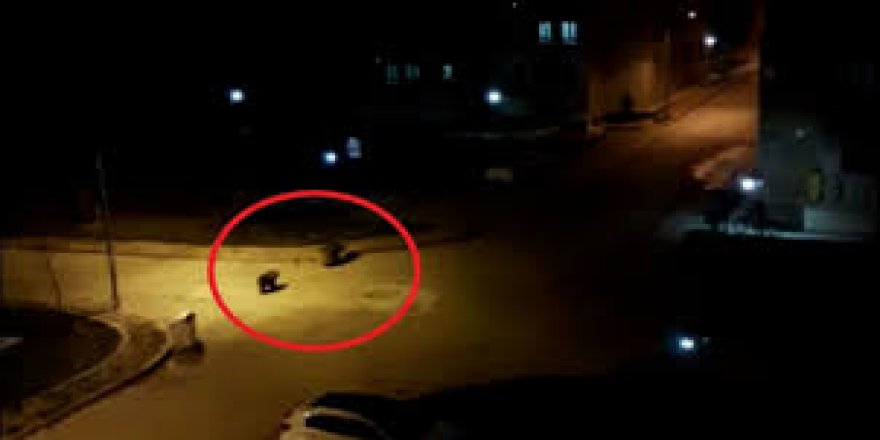 Kars'ta bozayılar şehre indi